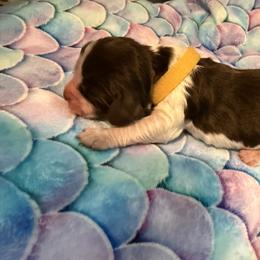 Yellow girl - Liver and white female English Springer Spaniel puppy in Nashua, New Hampshire from Woodsong European English Springer Spaniels