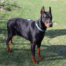Remmy - Doberman Pinscher