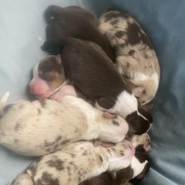 Miniature Australian Shepherd Puppies from Quarle Ranch Mini Aussies