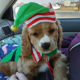 Cavapoo Puppies from Jessie's Puppies