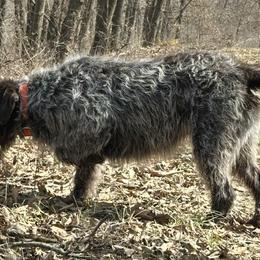 Wirehaired Pointing Griffons from Eyrie Kennels