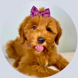 Marie - Goldendoodle