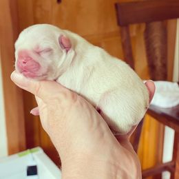 French Bulldog Puppies from Lost Coast French Bulldogs