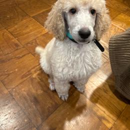 Dallas  Ozzy - Cream male Poodle puppy in Mobile, Alabama from Semmy’s Standard Poodle LLC