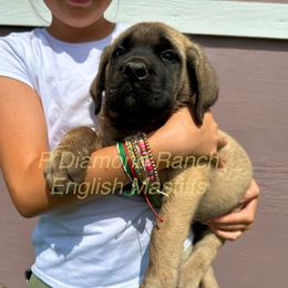 Boy 1 - Fawn male Mastiff puppy in Wewoka, Oklahoma from P Diamond Mastiffs