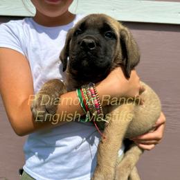 Boy 1 - Fawn male Mastiff puppy in Wewoka, Oklahoma from P Diamond Mastiffs