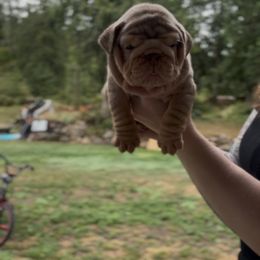 Girl 3 - Chocolate tri-color female Bulldog puppy in Bonney Lake, Washington from Sitka spruce bulldogs