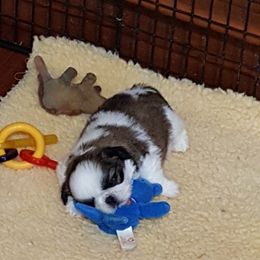 Shih Tzu Puppies from Dee-Jay's Shihtzu