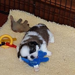 Shih Tzu Puppies from Dee-Jay's Shihtzu