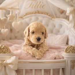 Tillie - Apricot female Goldendoodle puppy in Aurora, Illinois from Chicago Goldendoodles