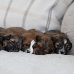 Havapoo puppies from Lady Paws Puppies
