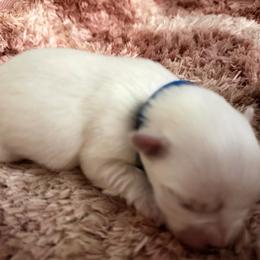 Jasper - White male Morkie puppy in Coats, North Carolina from Angie's Puppies