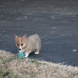Pembroke Welsh Corgi Puppies from NC Cattle