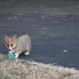 Pembroke Welsh Corgi Puppies from NC Cattle