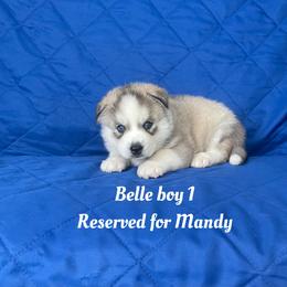 Bella boy 1 - Gray and white male Siberian Husky puppy in Ocala, Florida from Florida Husky Puppies
