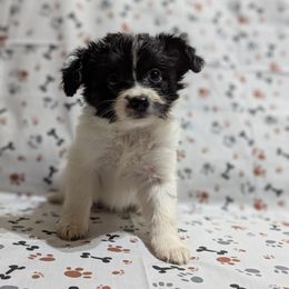 Girl 1 - White and black female Papillon puppy in Joshua, Texas from Summertime Kennels