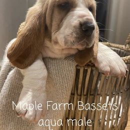 Basset Hound Puppies from Maple Farm Bassets