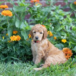 "Princess Peach," Pink Collar - Apricot Poodle puppy in Nicholasville, Kentucky from Lexington Poodle Company