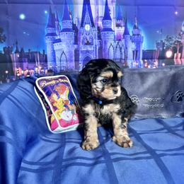 Beast (Adam) - Black and tan male Cavapoo puppy in Modesto, California from Molly n Friends