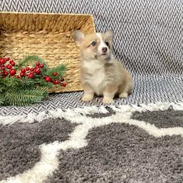 Caramel - Red female Pembroke Welsh Corgi puppy in Narvon, Pennsylvania from Corgi Companions (license number 18998)