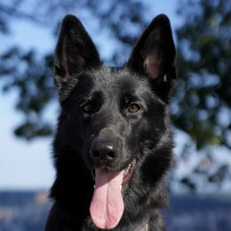 Raven - German Shepherd