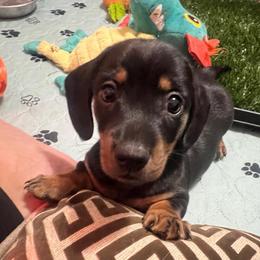 Mr. Black.  AKC - Black and tan male Dachshund puppy in Miami, Florida from Maitime Dachshund