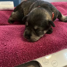 Miniature Schnauzer Puppies from S & S Miniature Schnauzer