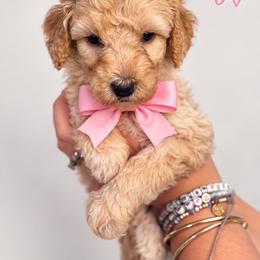 Angel(Pink) - Cream female Poodle puppy in Stuart Fl, Florida from Lincoln & Lady Co.