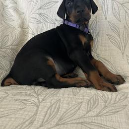 Doberman Pinscher Puppies from Noble Doberman