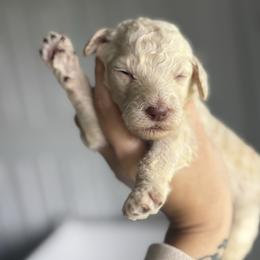 Almond Joy - Apricot female Goldendoodle puppy in Waterford, California from Alvdoodles