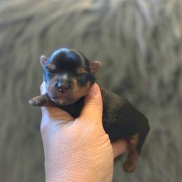 Buck - Blue and gold male Yorkshire Terrier puppy in Battle Ground, Washington from Joyful Yorkies