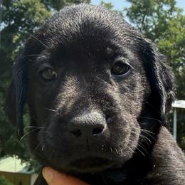 Boy 3 - male Labrador Retriever puppy in Rockville, Indiana from Point to Point West