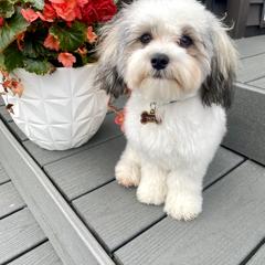 Doberman Pinscher and Mal-Shi All Grown Up from Tx Pups