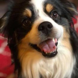 Dundee - Miniature Australian Shepherd