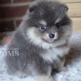 Balou - Blue and tan male Pomeranian puppy in Kingston, Georgia from Southern Charm Poms