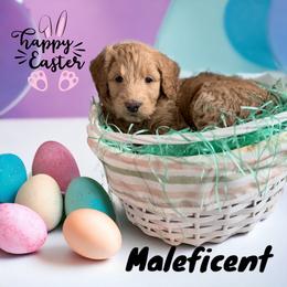 Goldendoodle Puppies from Goldendoodles of Anchor Bay
