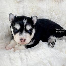 Ravena - Black and white female Pomsky puppy in Sheffield, Iowa from Clover Ridge Pomskies