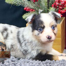 Birch - Blue merle male Toy Australian Shepherd puppy in Granbury, Texas from Best Little Aussies