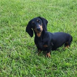 Mia - Dachshund