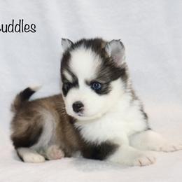 Cuddles - Black and white male Pomsky puppy in Denham Springs, Louisiana from Bayouland Pomskies
