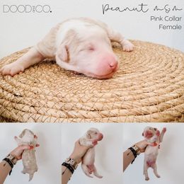 Sheepadoodle Puppies from DOOD and Co