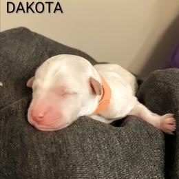 Dakota - Apricot female Goldendoodle puppy in Hendersonville, Tennessee from Ben's Best Buddy Goldendoodles