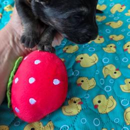 Baja - Black and tan female German Shepherd puppy in Berry, Alabama from Whisper Gray