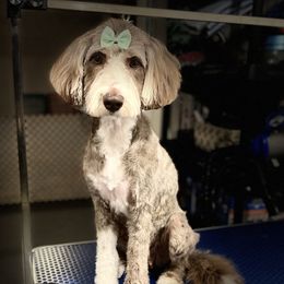 Ellie - Aussiedoodle