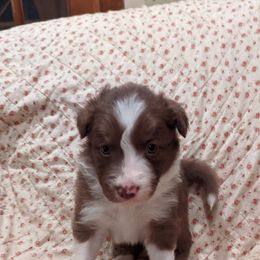 Border Collie Puppies from Platts Hill Border Collies