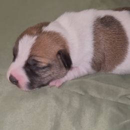 Scarlet - White and tan female Russell Terrier puppy in La Puente, California from Jumpin' Jack's Terriers