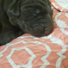 Flat-Coated Retriever Puppies from Dr. Patricia McClain