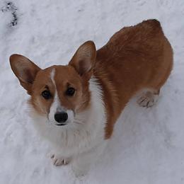 Ruby - Pembroke Welsh Corgi