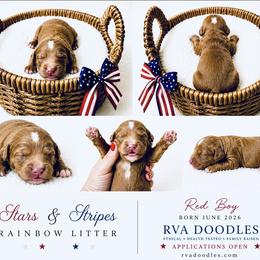 Boy 1 - Red  male Goldendoodle puppy in Midlothian, Virginia from RVA DOODLES, LLC