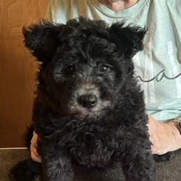 Dalia - Silver gray female Pumi puppy in Salem, Oregon from Abiqua Pumik